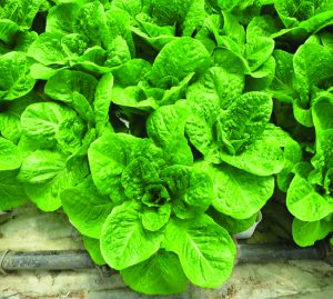 microgreens - lettuce