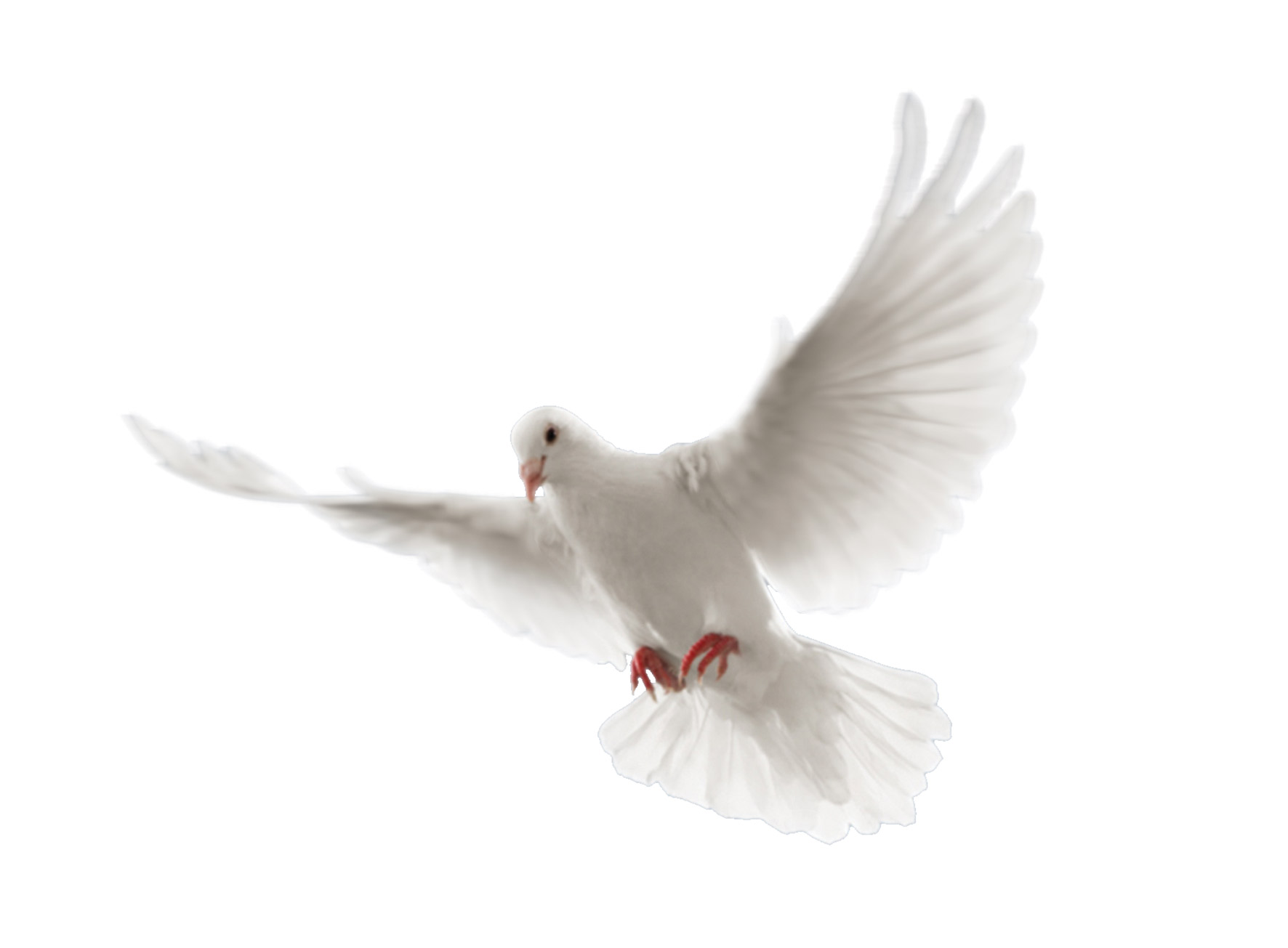 Under the Shadow of His Wings - Bridges for PeaceBridges for Peace